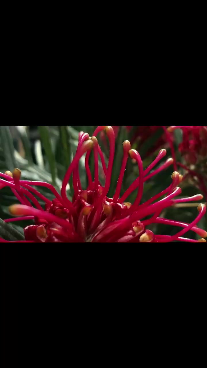 @FeaRush