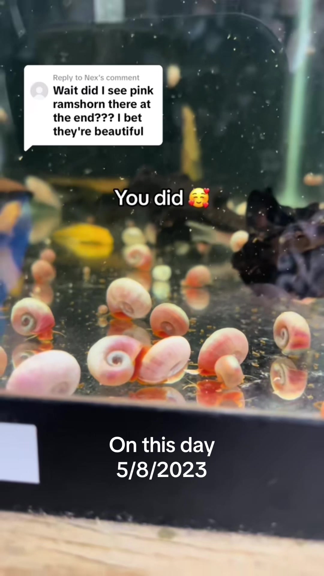 @MG Aquatics LLC