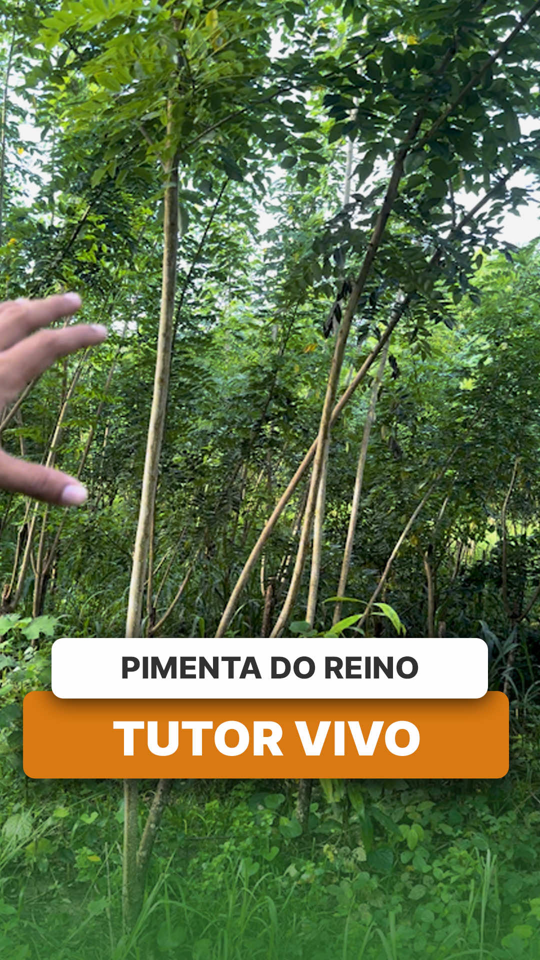 @ViveiroProMudas