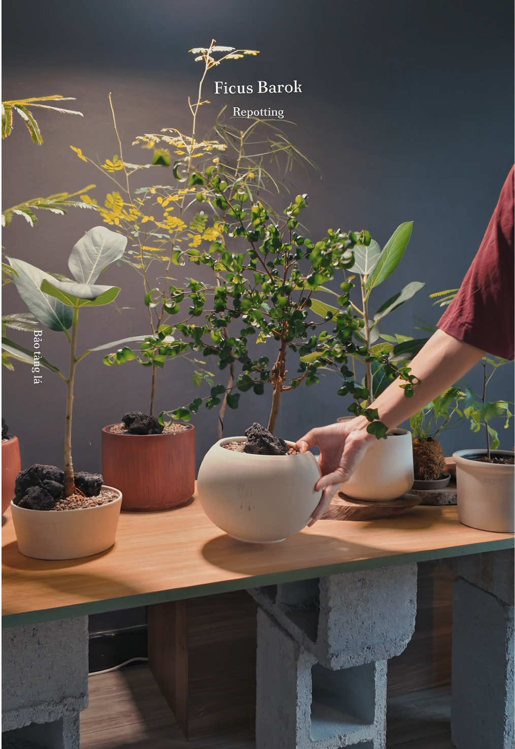 @Bảo tàng lá