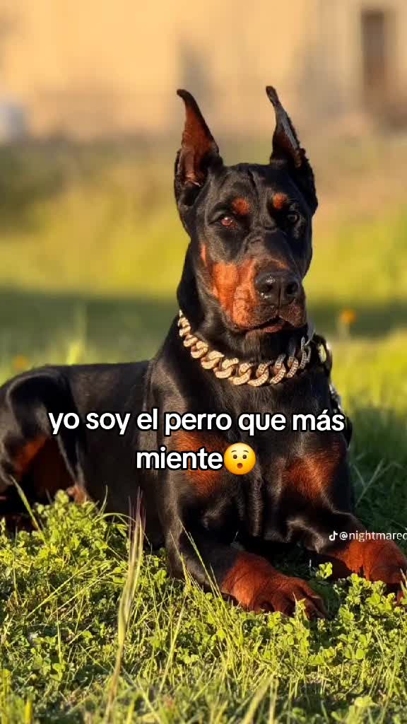 @Funando funando😇
