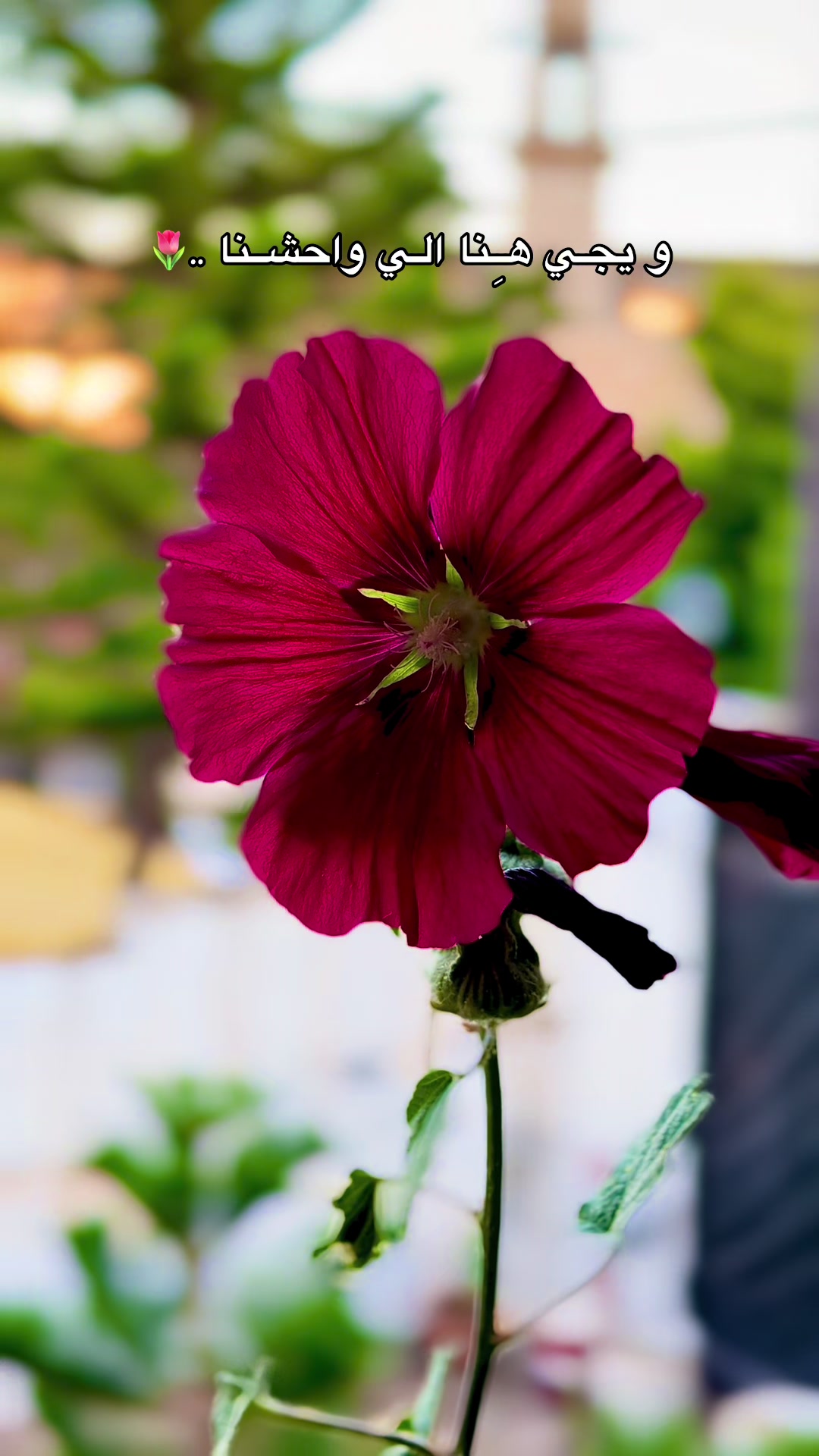@HayoOsh M Diyab📷 ᥫ᭡