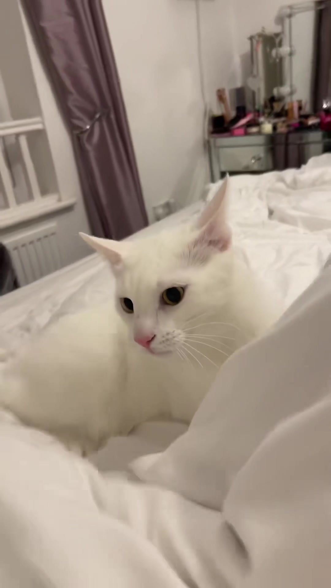 @Kitty
