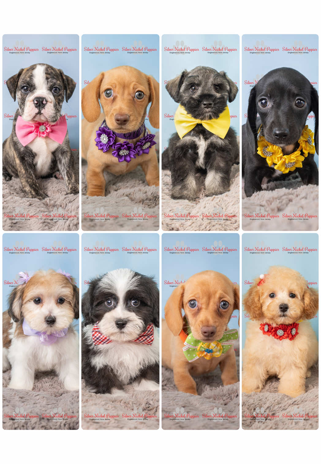 @Silver Nickel Puppies