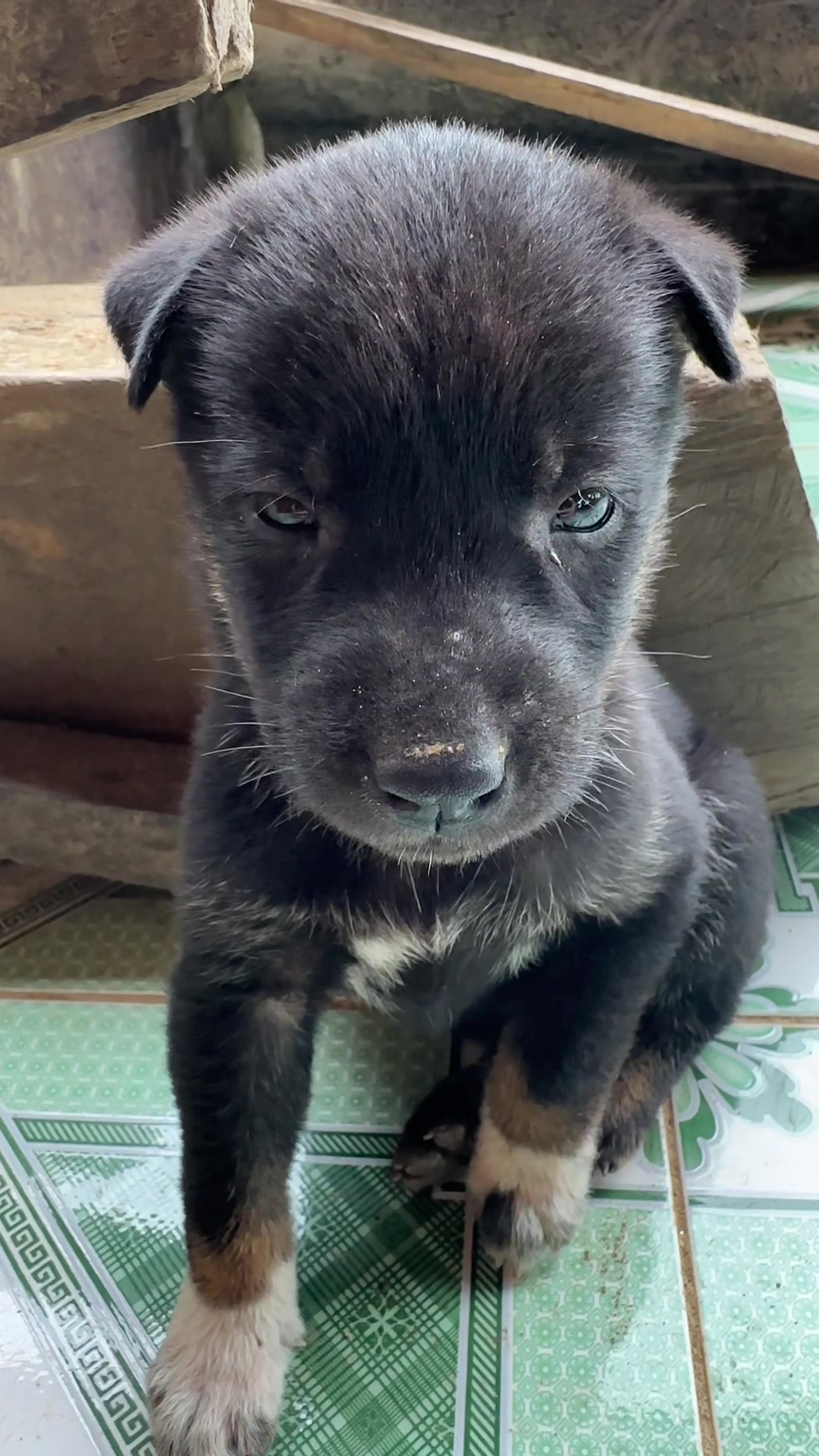 @Pet❤️🔥