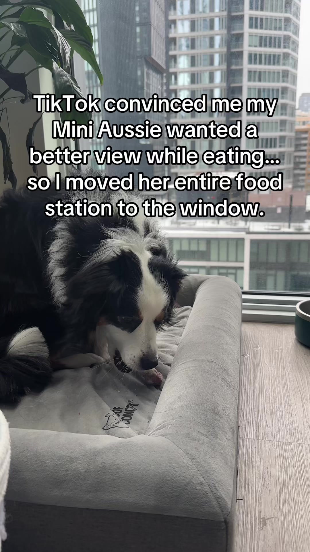 @Bonita.The.Mini.Aussie
