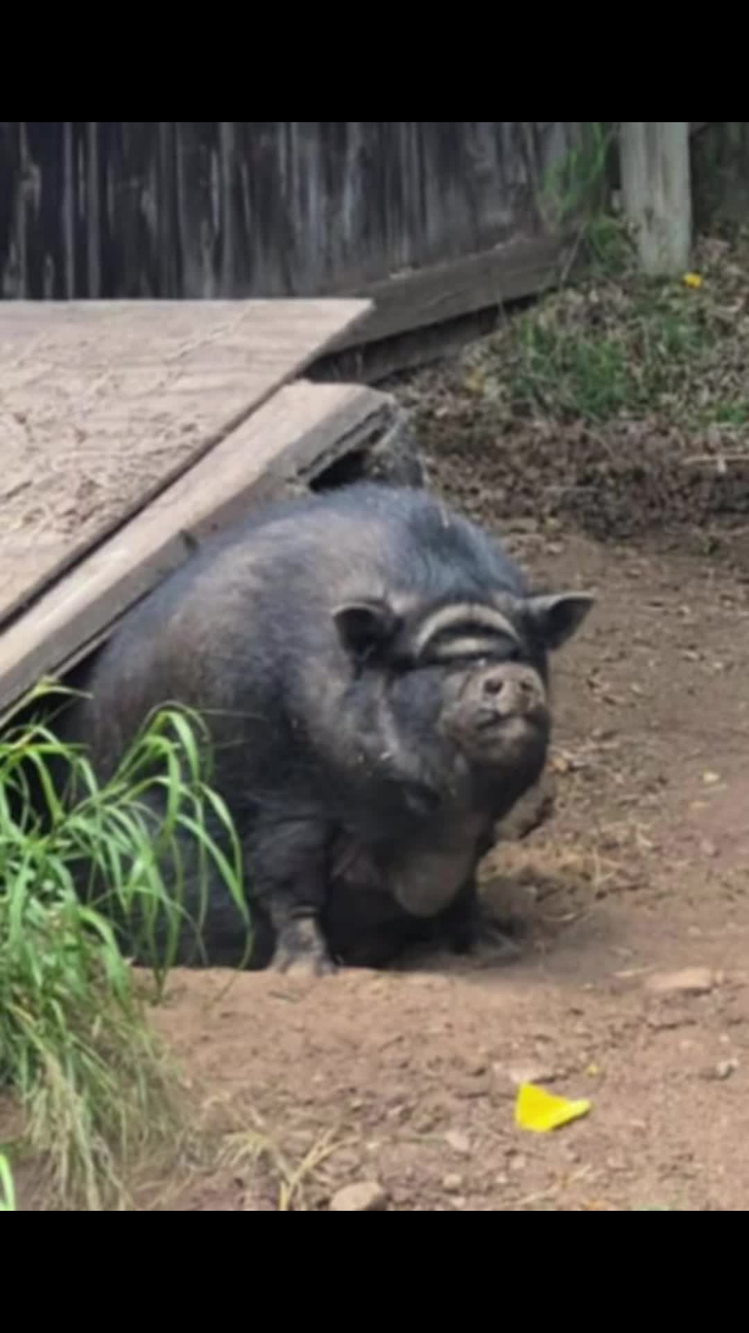 @Pig Luv Co