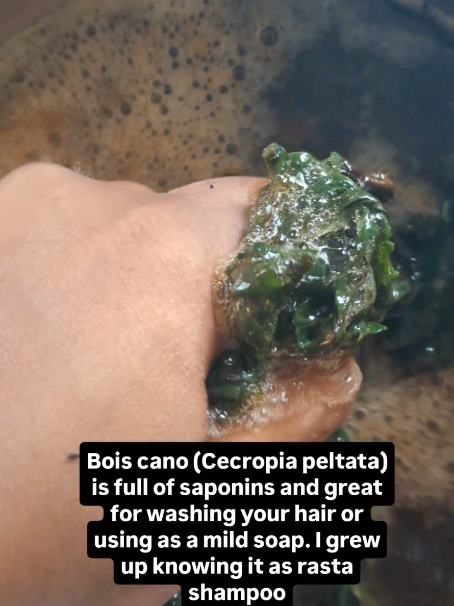 @caribbeanherbalism