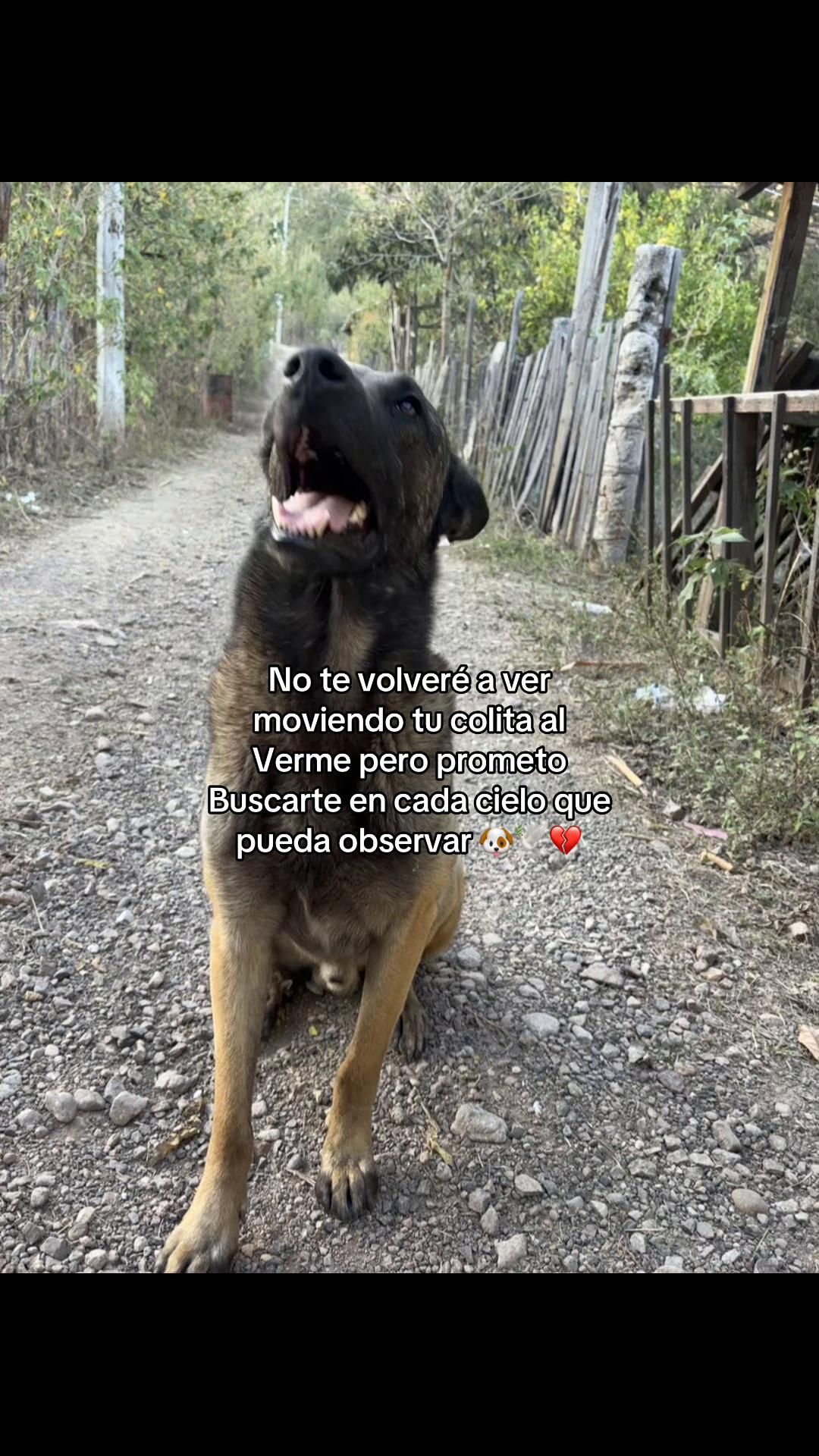 @vsrl_12