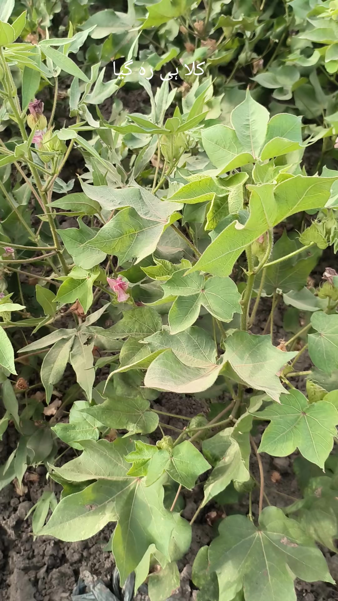 @Mr.Tori.Farming (pathologist)