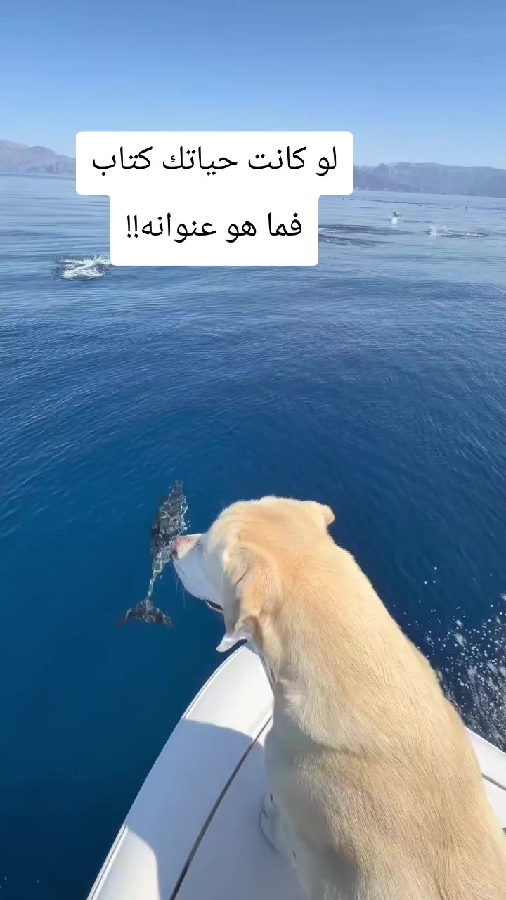 @Ayoub⚓🇩🇿🛳️⚓🌍