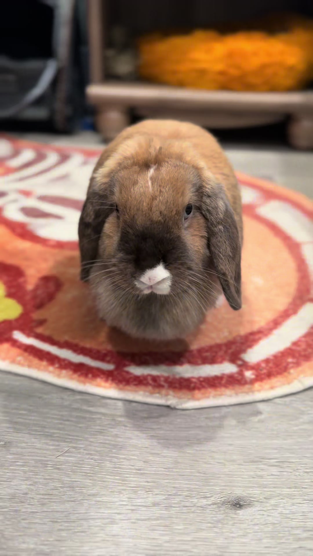@honeythebunny24