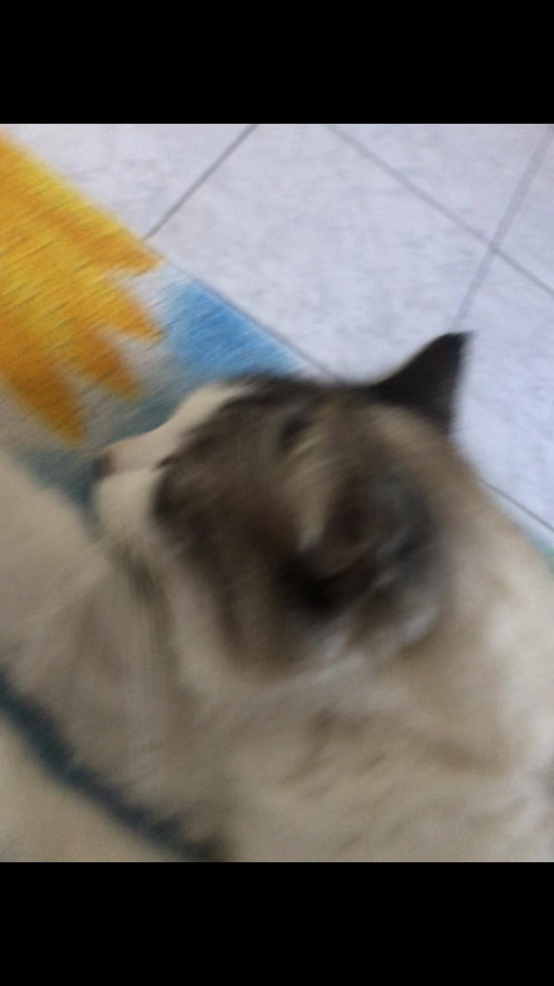 @Pᥱ́r᥆ᥣᥲ ᥱ ᥴᥲ&rho;&iota;tᥲ̃᥆