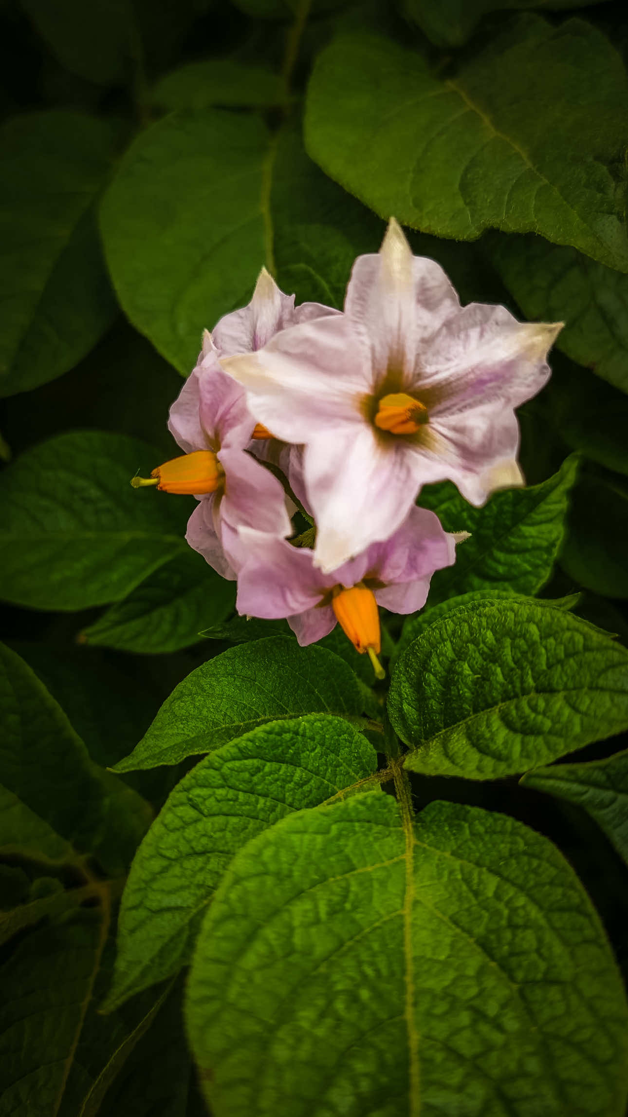 @𝑻𝒂̂𝒏 𝑻𝒉𝒊