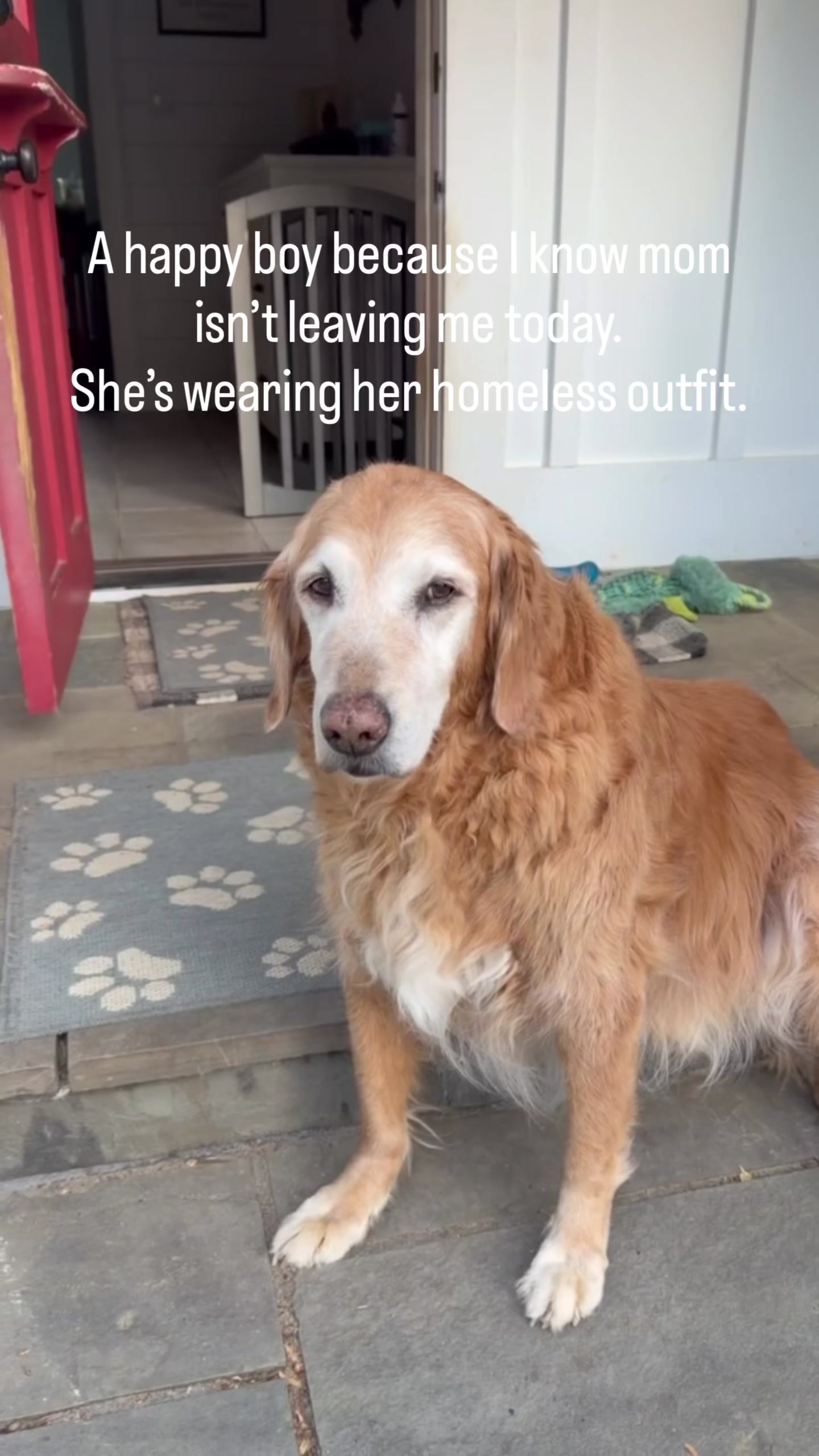 @DogMomisms