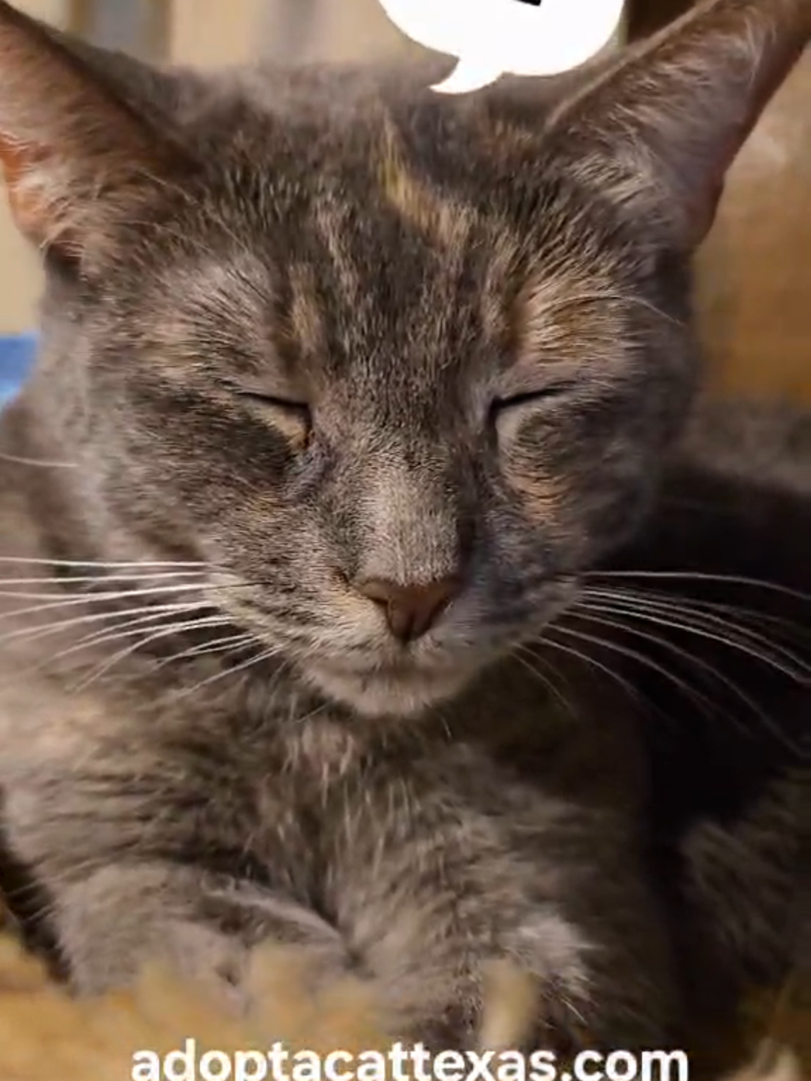 @Adoptacatinc