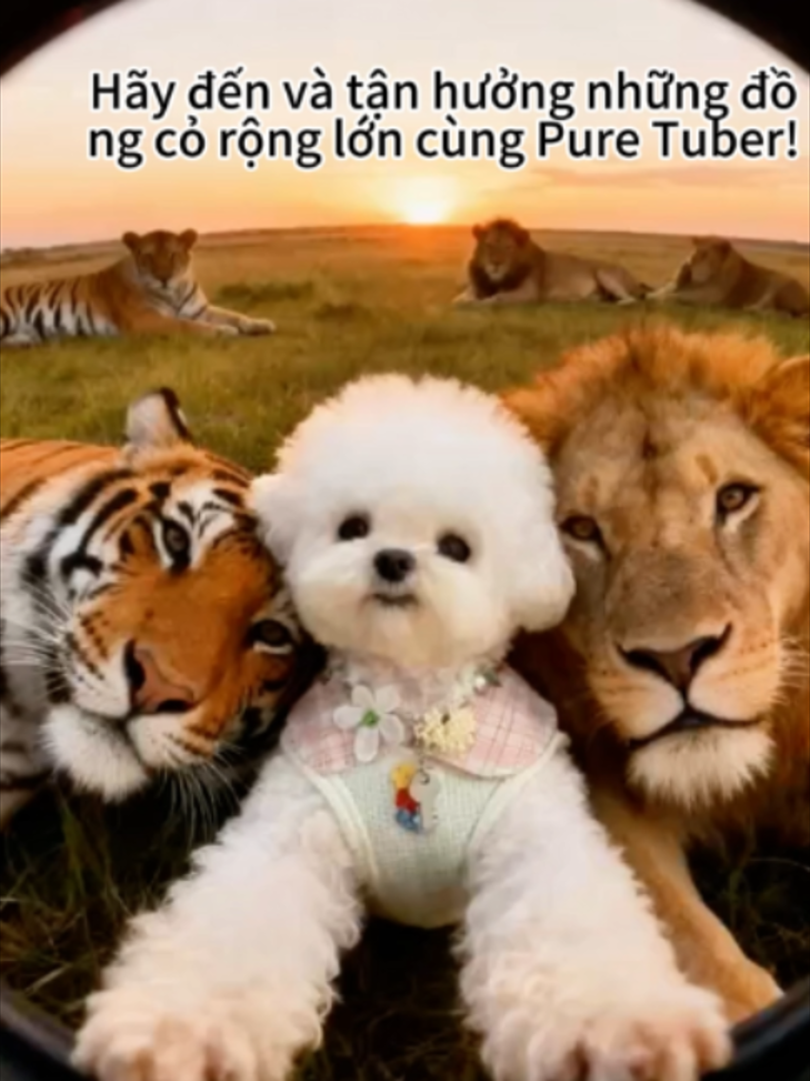 @Pure Tuber Vietnam