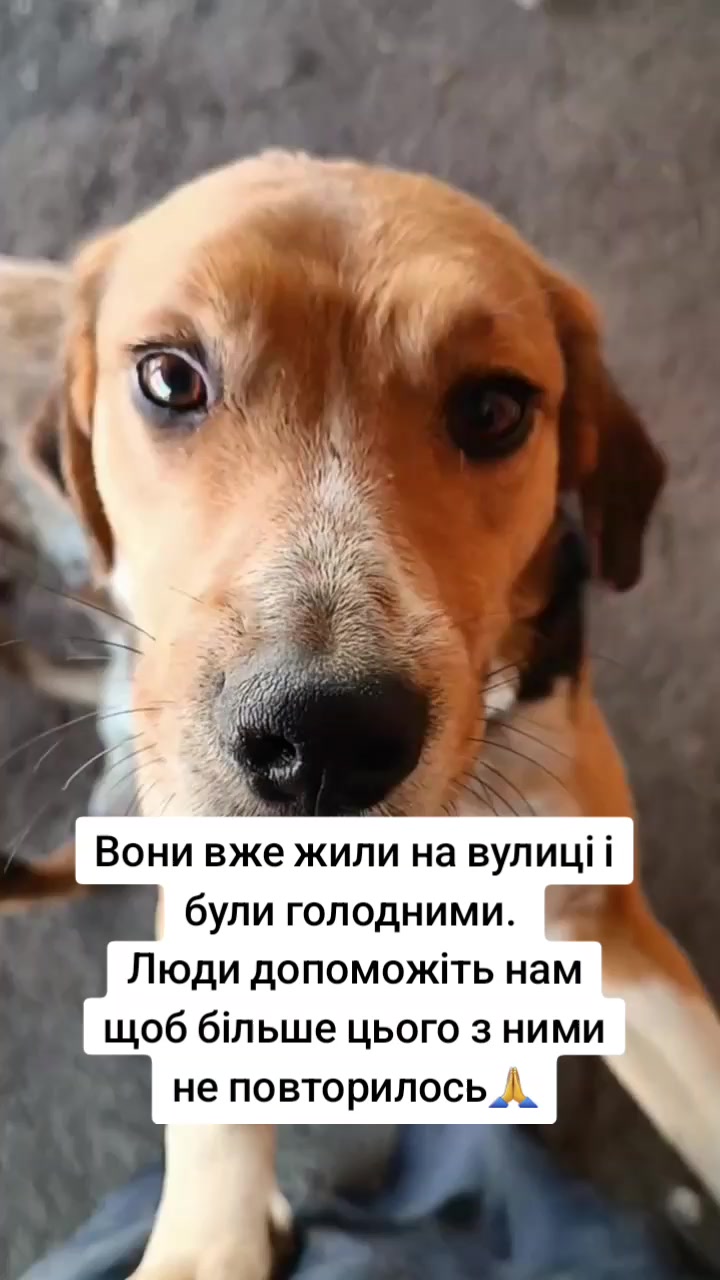 @tvarinkidobra