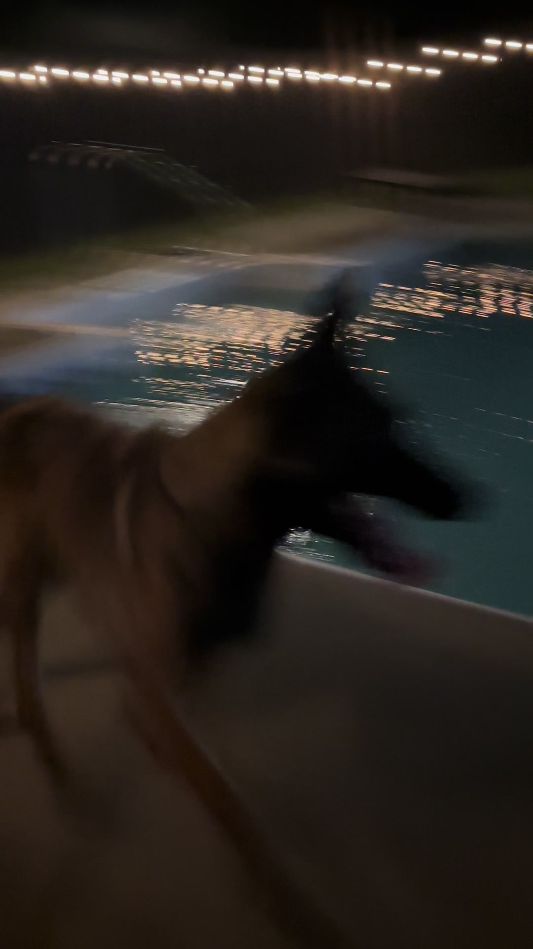 @Michigan_Malinois_1817