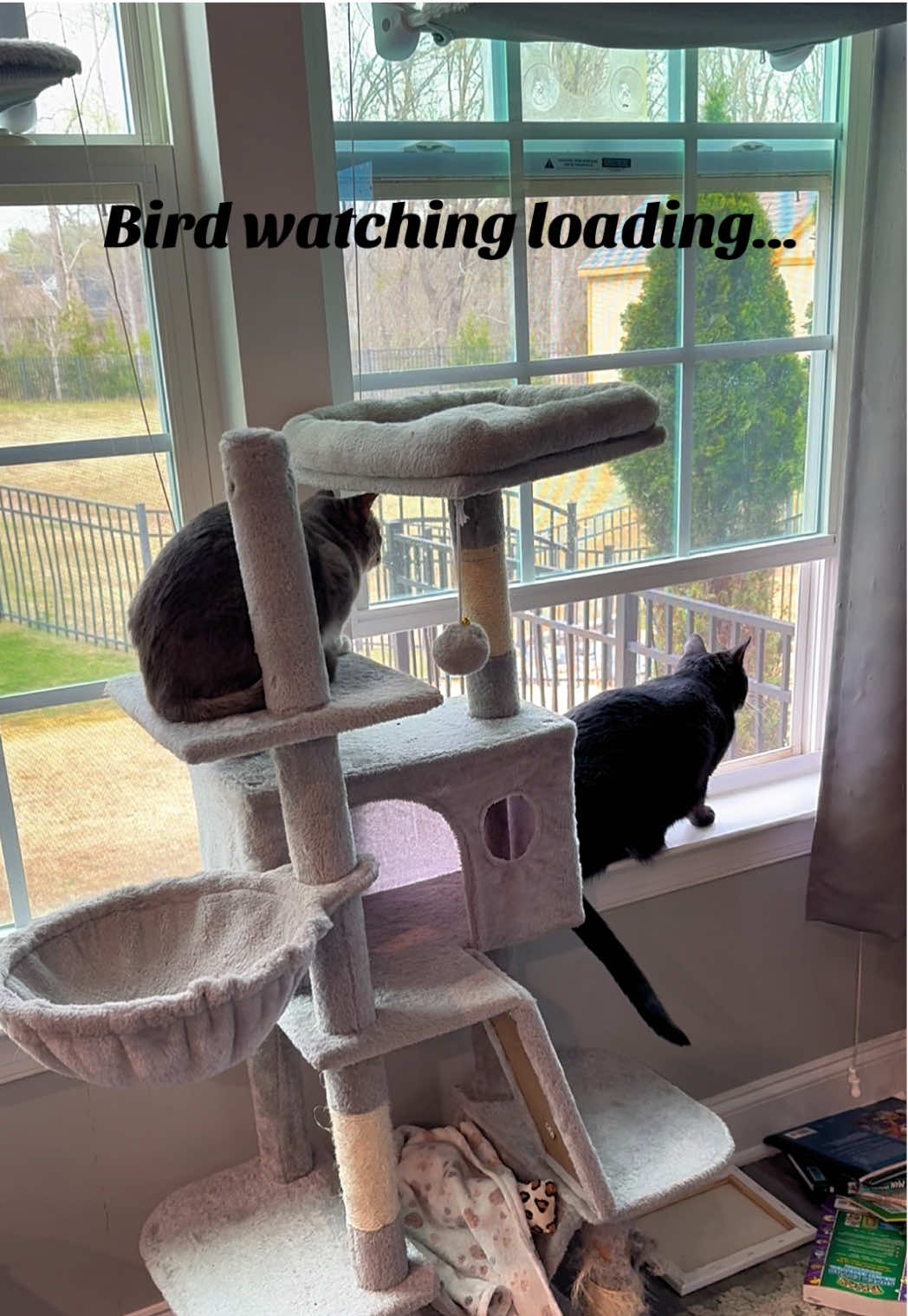 @RoxySnowballCatDrama