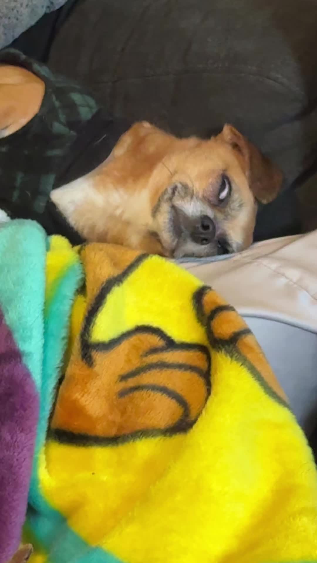 @ThePawfectDuo