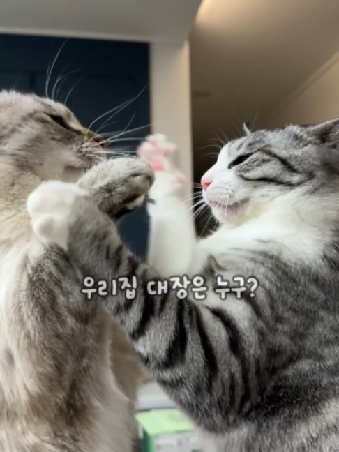 @투머치냥즈