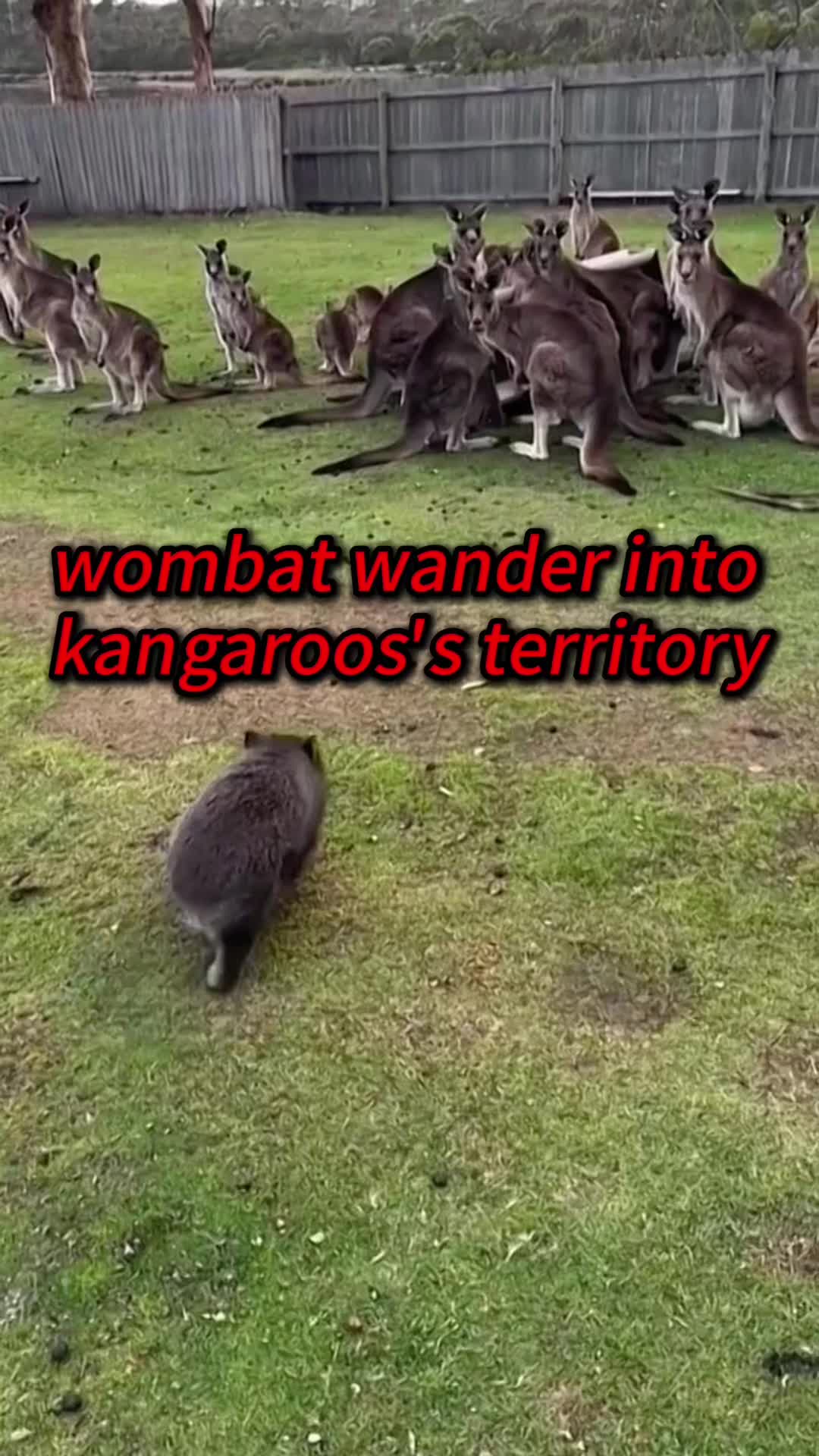 @Kiki_animals22