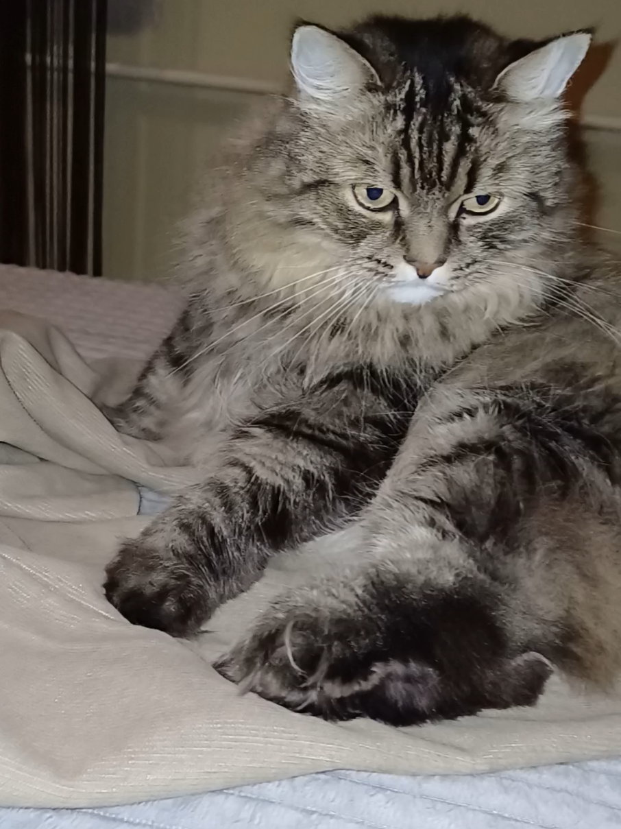 @cat_bayun_