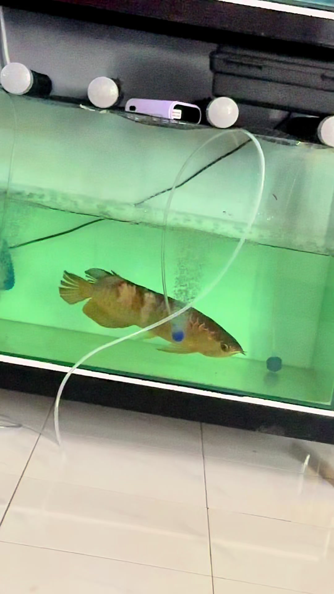@MK AROWANA SPECIALIST