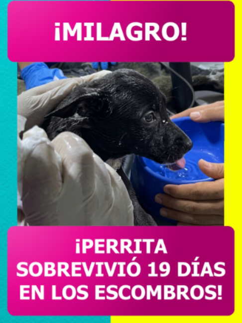 @Revista TVNotas