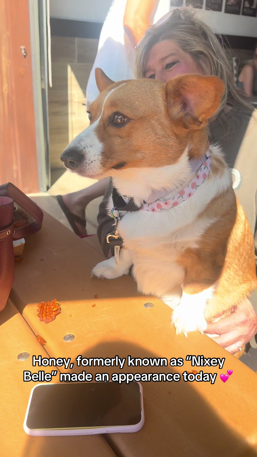 @South Jersey Corgi Rescue