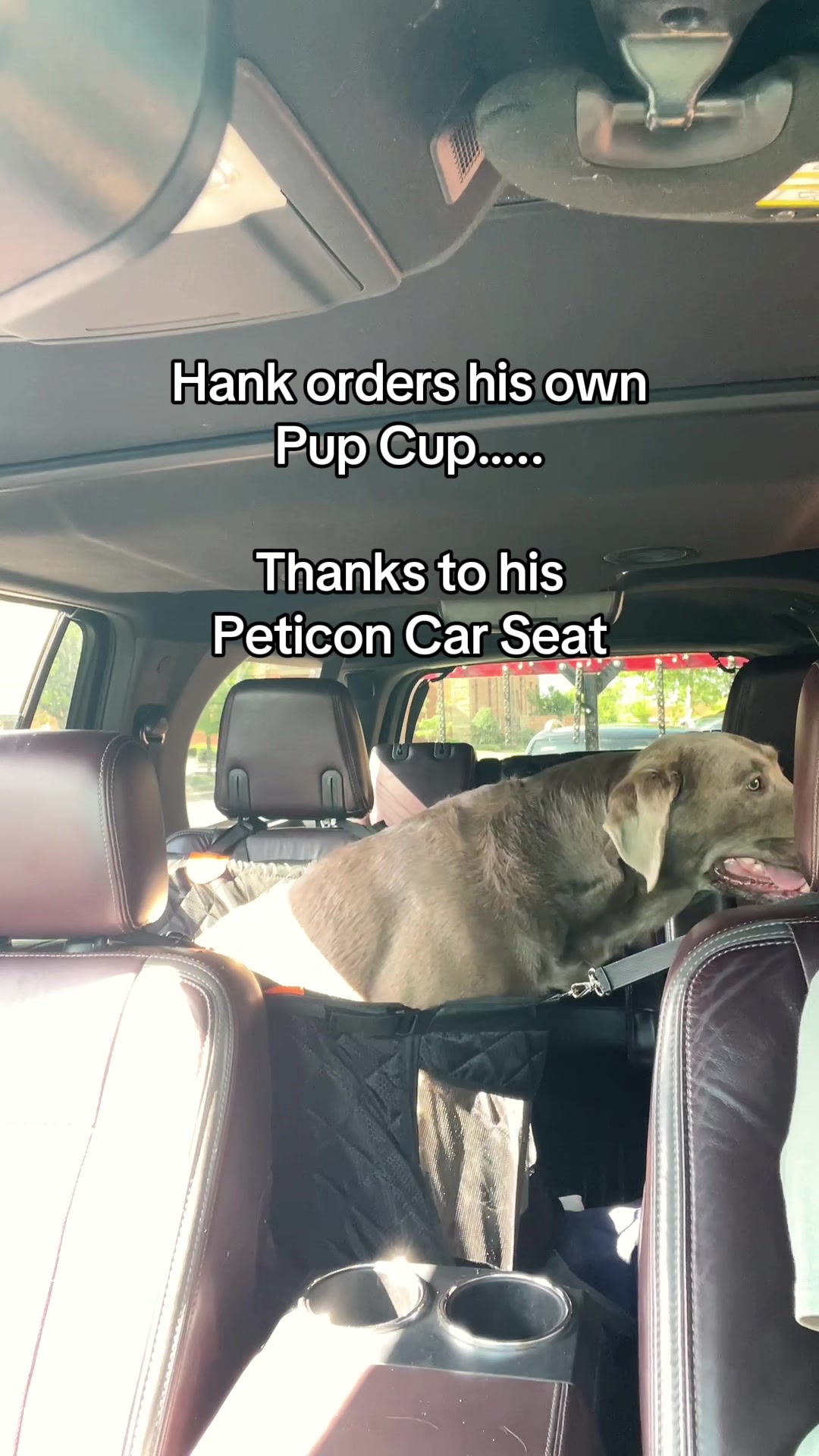 @Hank the Tank | Silver Lab 🩶