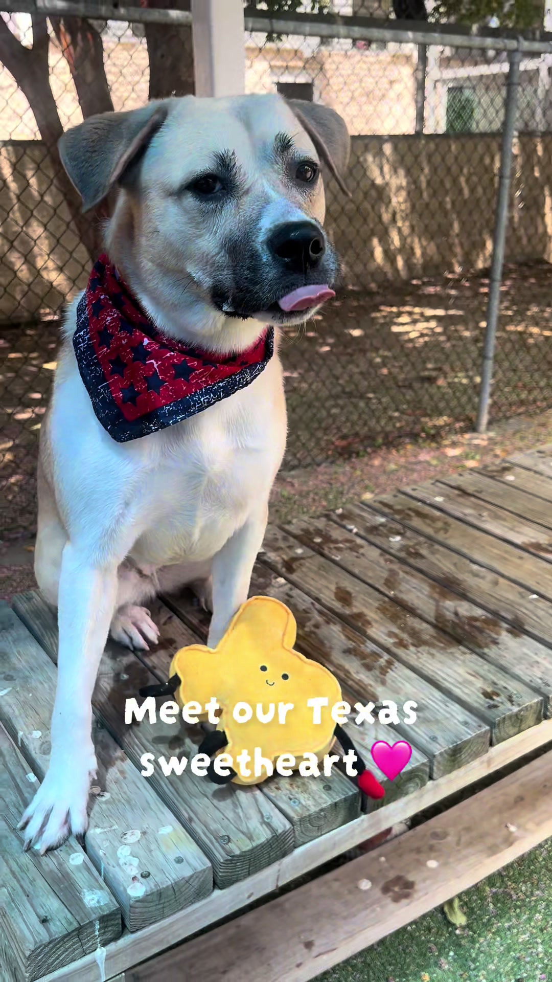 @San Antonio Humane Society