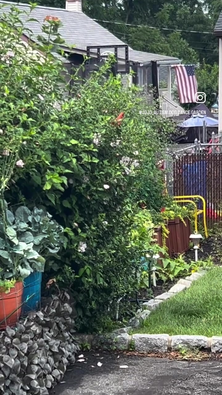 @jojo&hearts;️autism💚garden💙dogmom