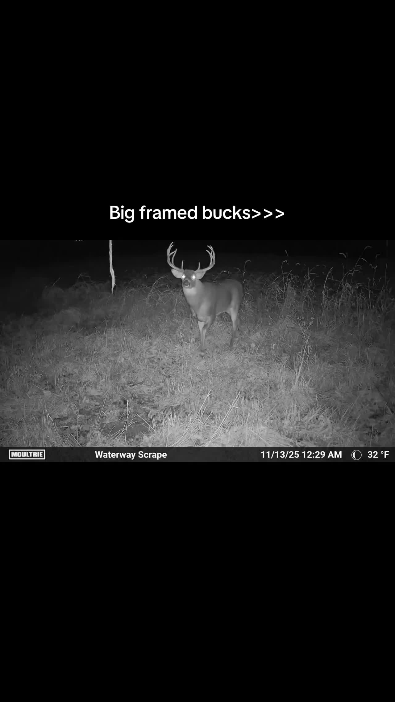 @Moultrie