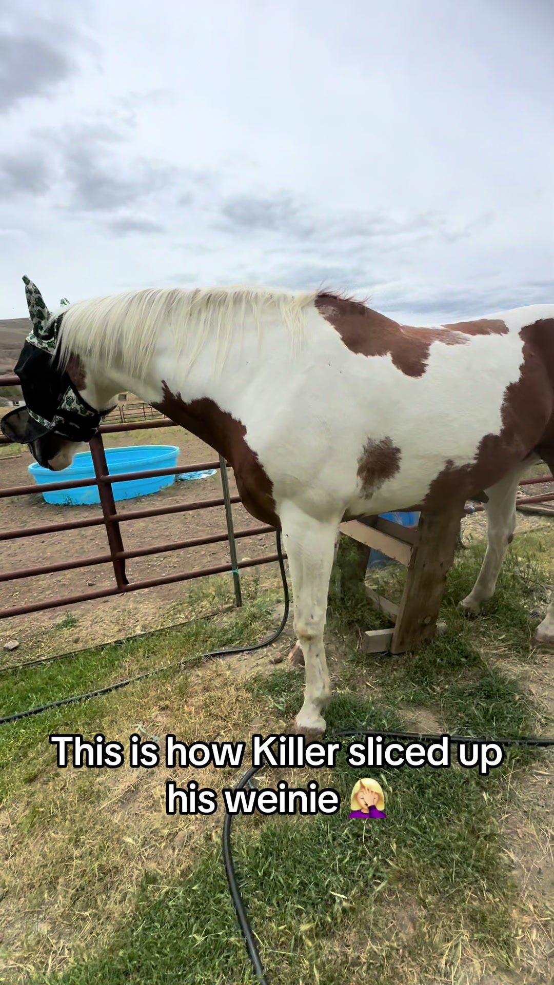 @Hot Sauce the Mini horse 🐎