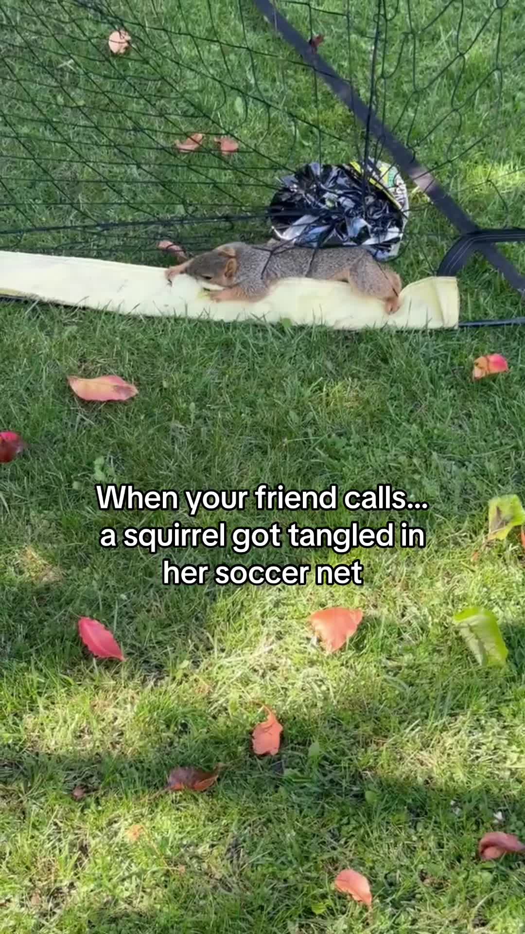 @Ilana 🦋