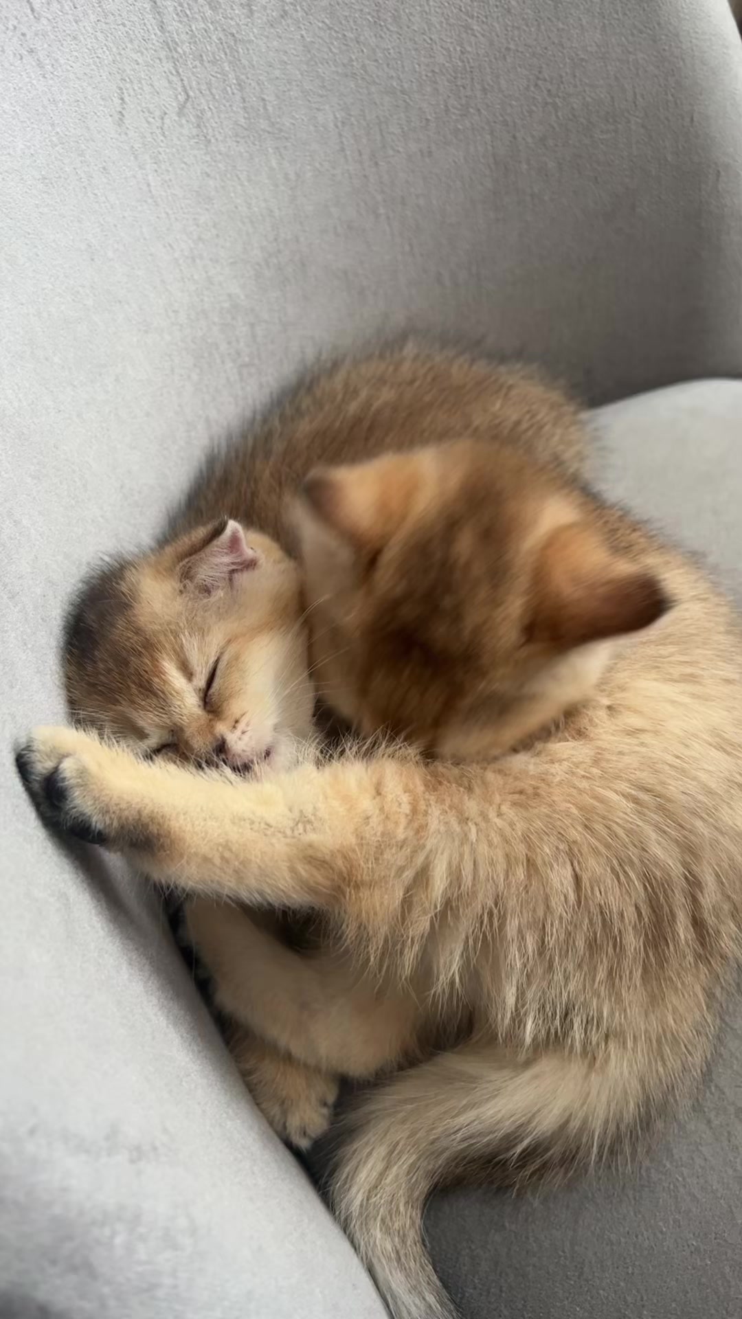 @🐈