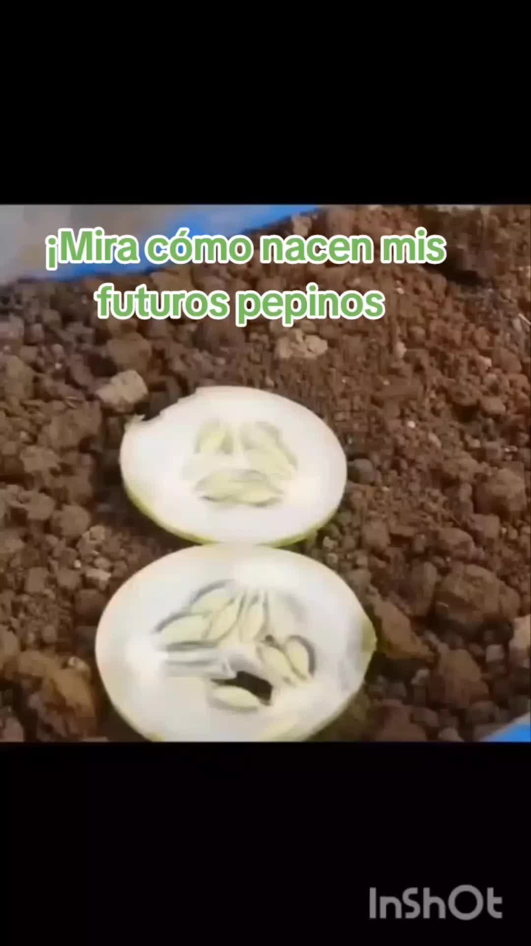 @user20505406424