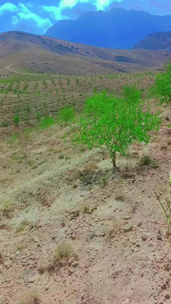 @علی حیدر