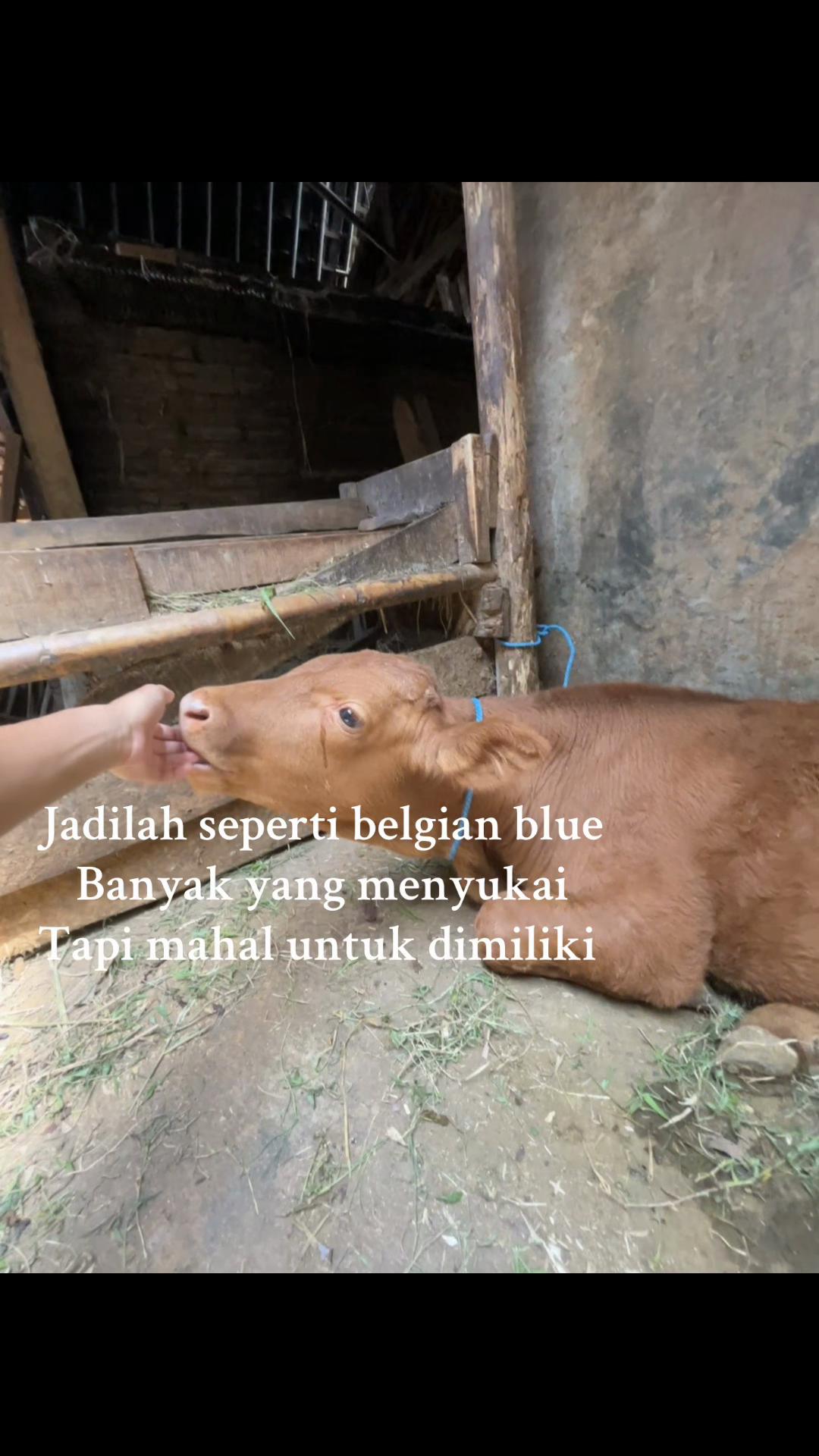 @lembu_simbah