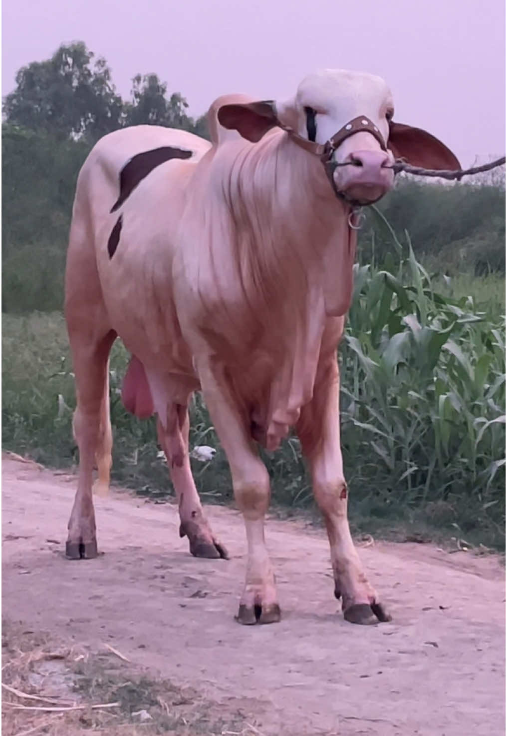 @Ustad Jee Cattle Farm