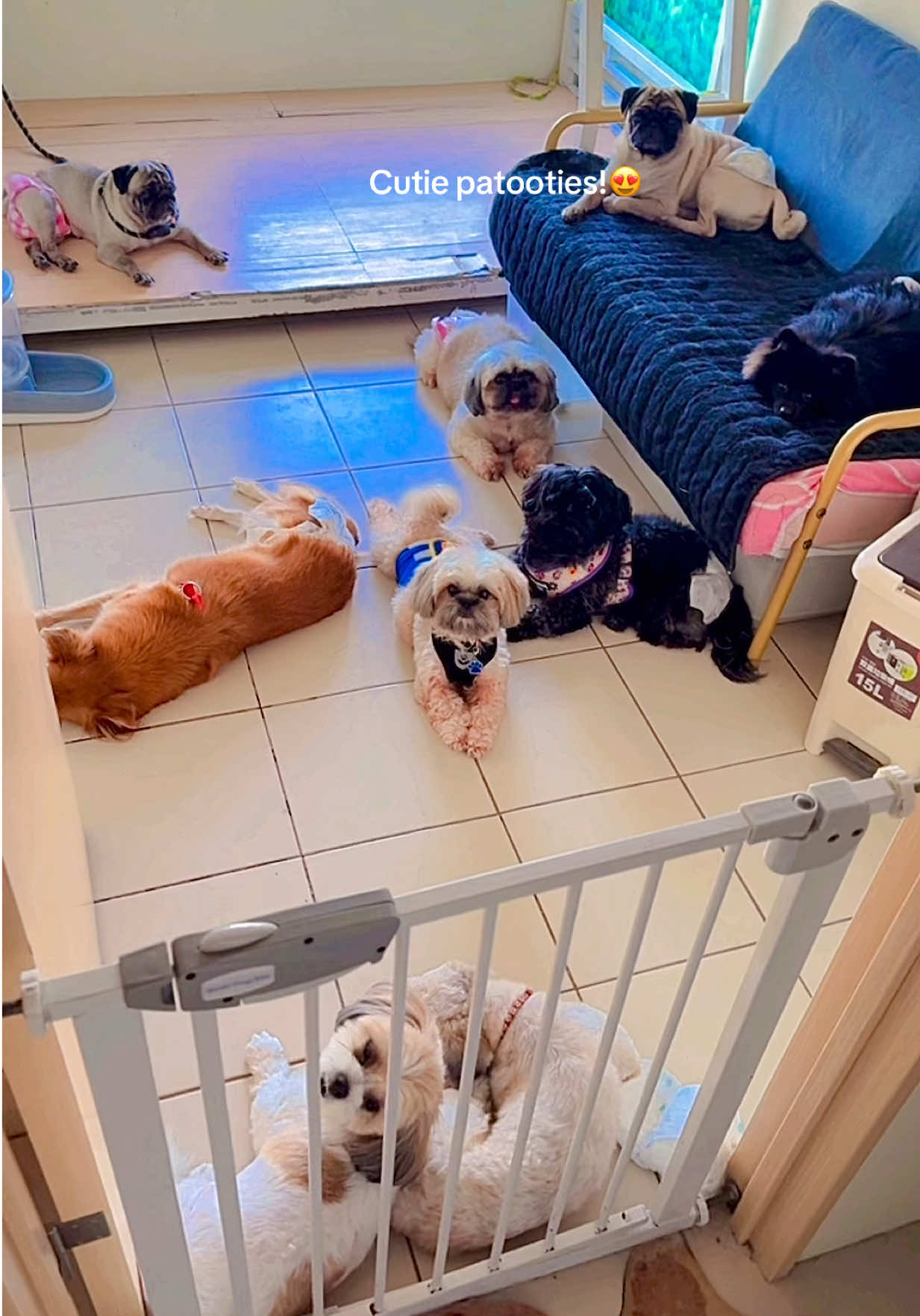 @The Fibibi Paws- Pet Sitting