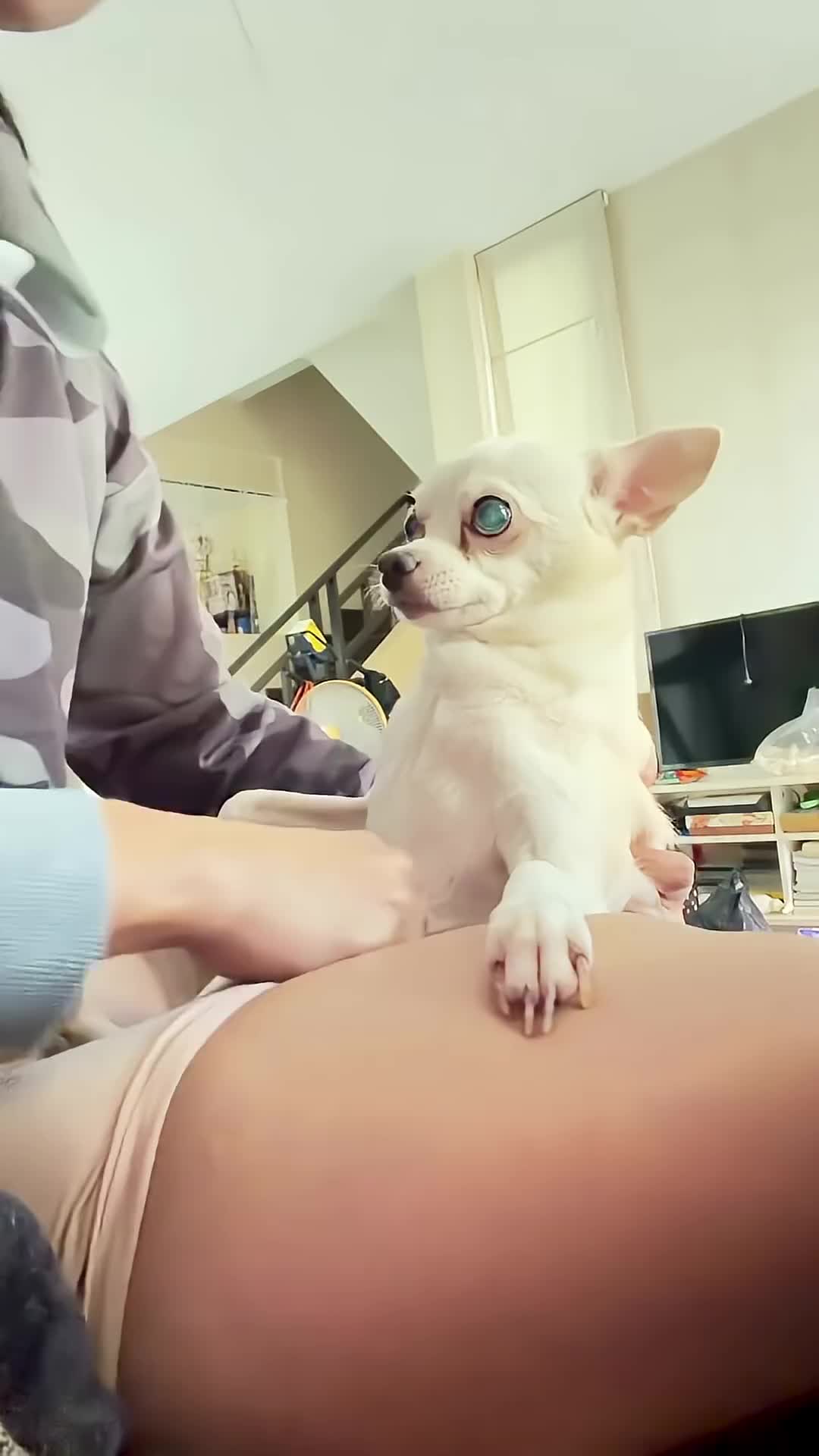 @dog lovers
