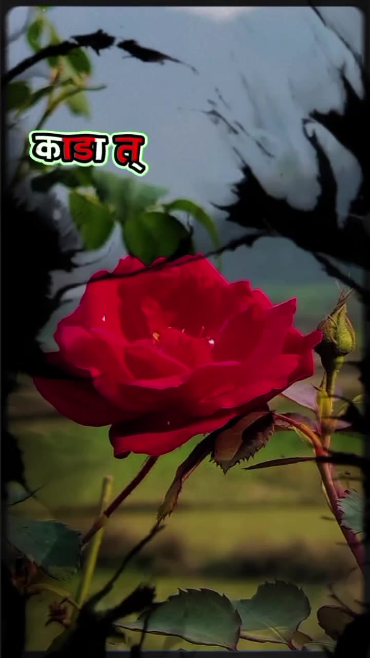 @दर्लामी निर्मला