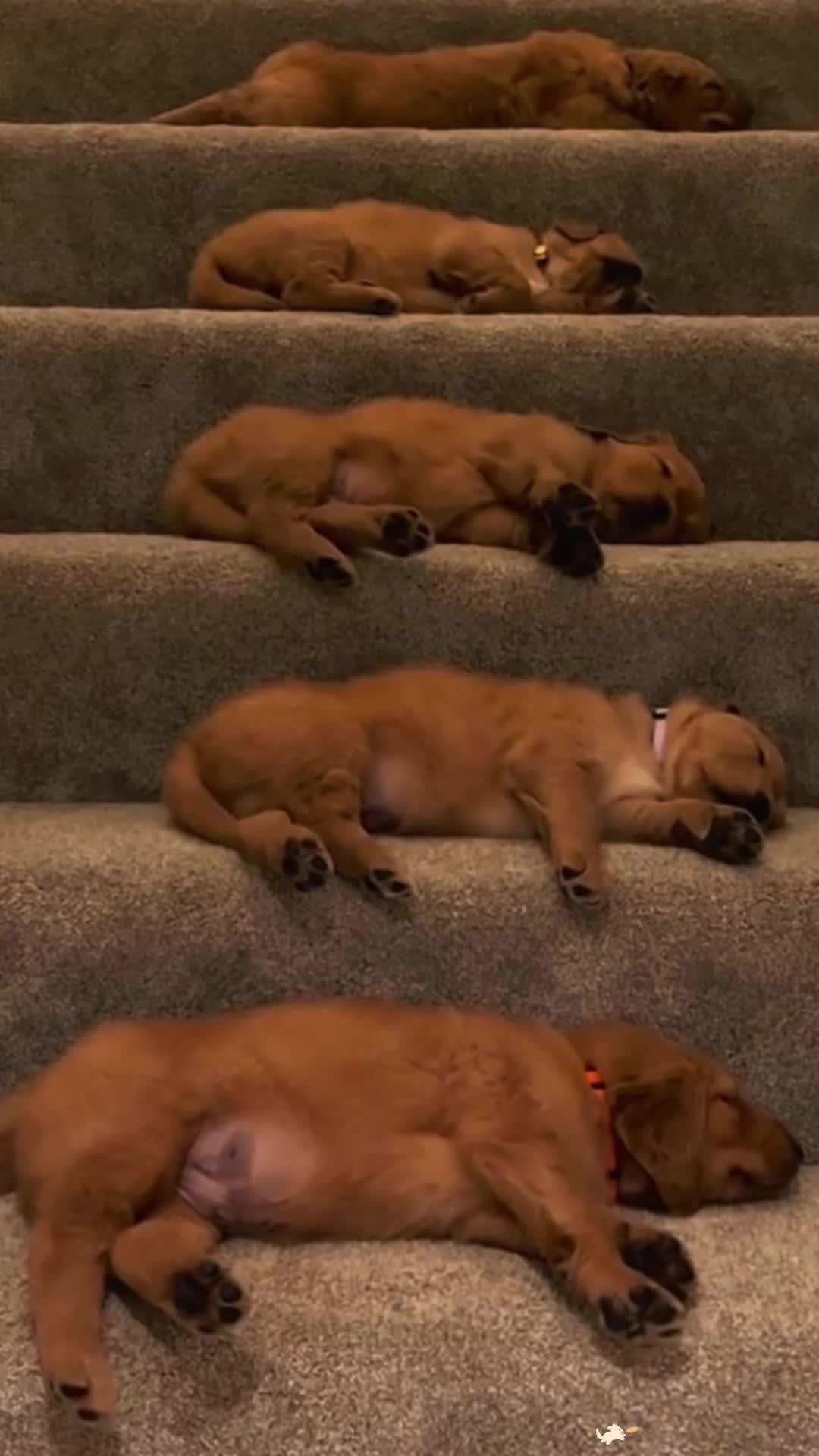 @Kevin&rsquo;s Paw Club