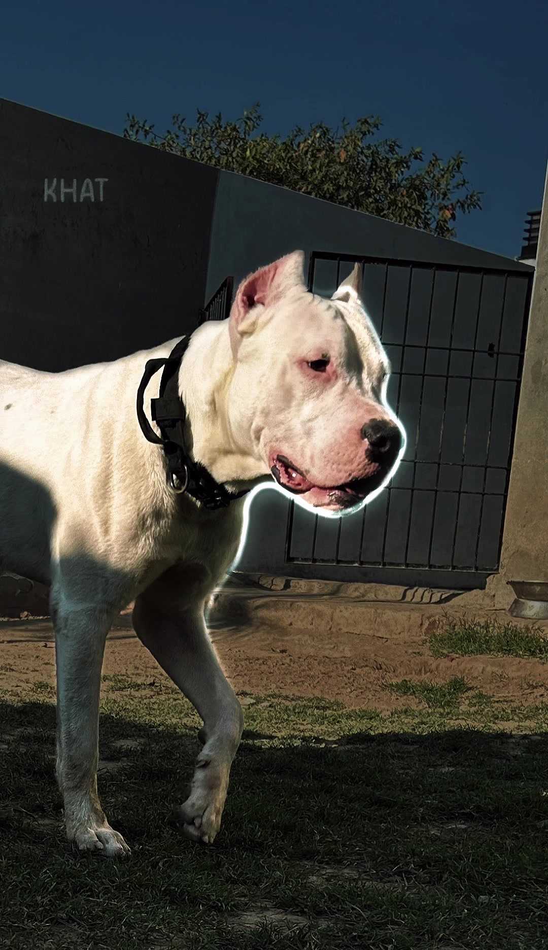 @LIGER the DOGO ARGENTINO