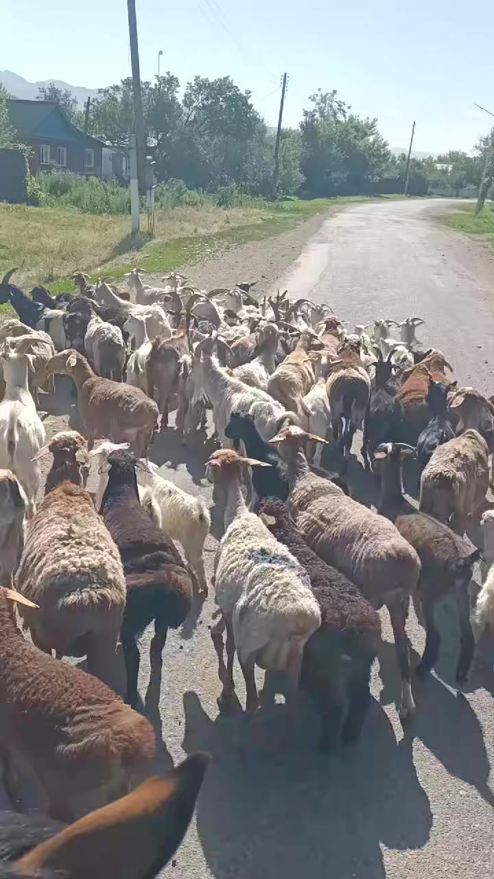 @ауыл баласы
