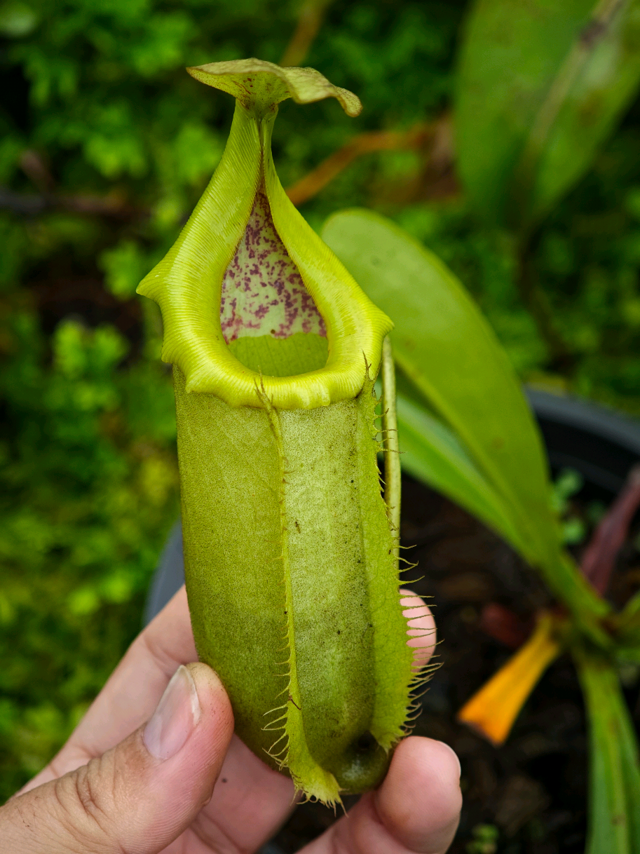@GSp.Rayong Nepenthes