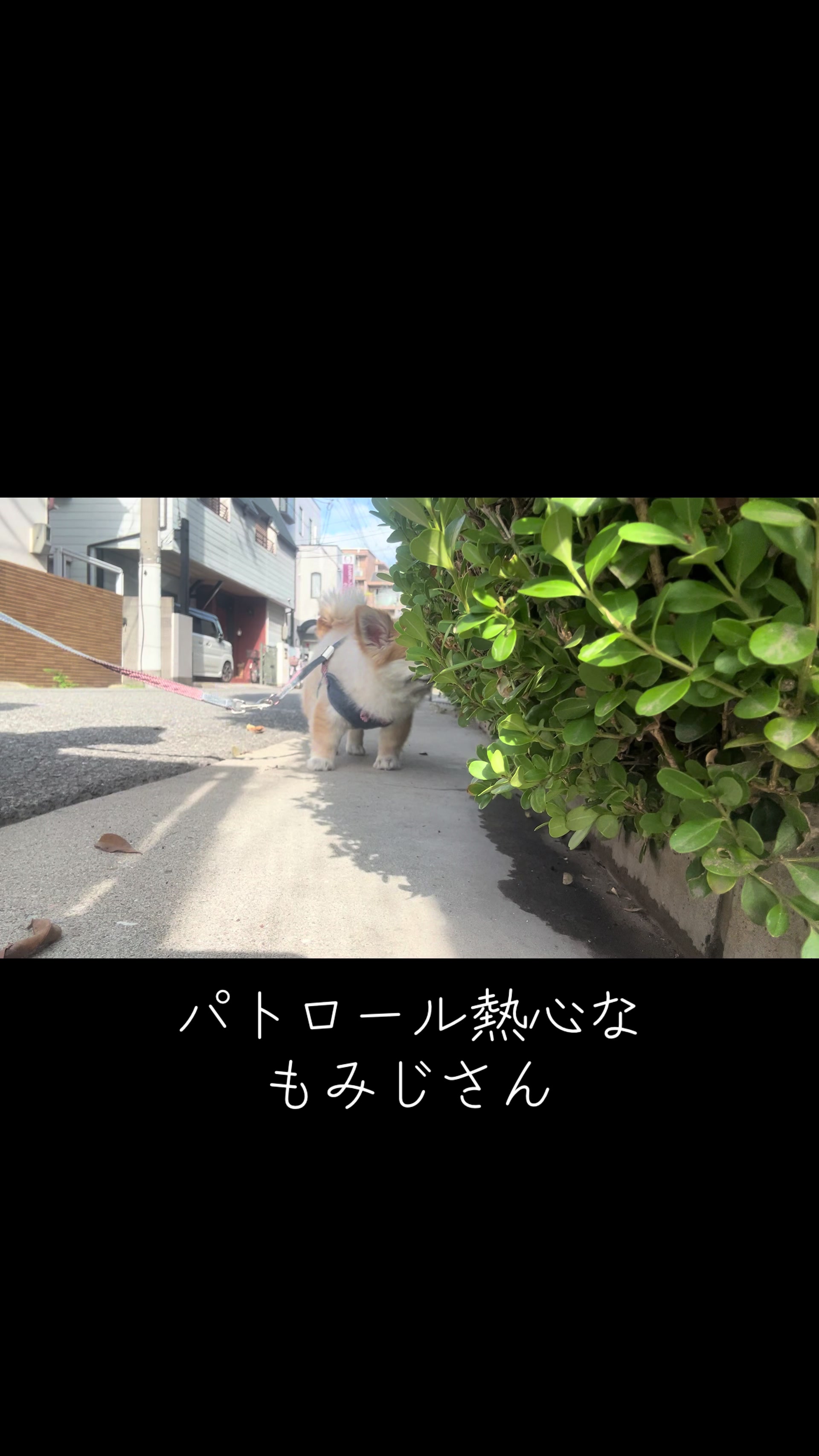 @もみぞう
